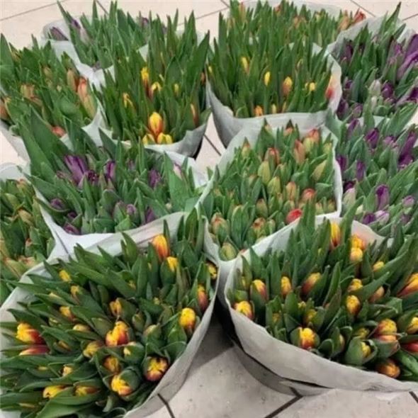 Tulipaner